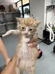 Shelter Stray Male Cat last seen , Bakersfield, CA 93307
