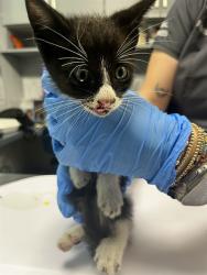 Shelter Stray Male Cat last seen Near BLOCK W PENSACOLA ST, TALLAHASSEE FL 32304, Tallahassee, FL 32311
