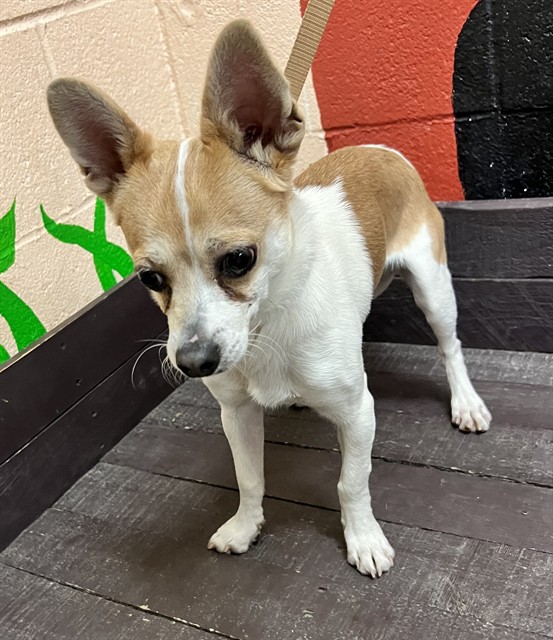 Shelter Stray Male Dog last seen , Castaic, CA 91384