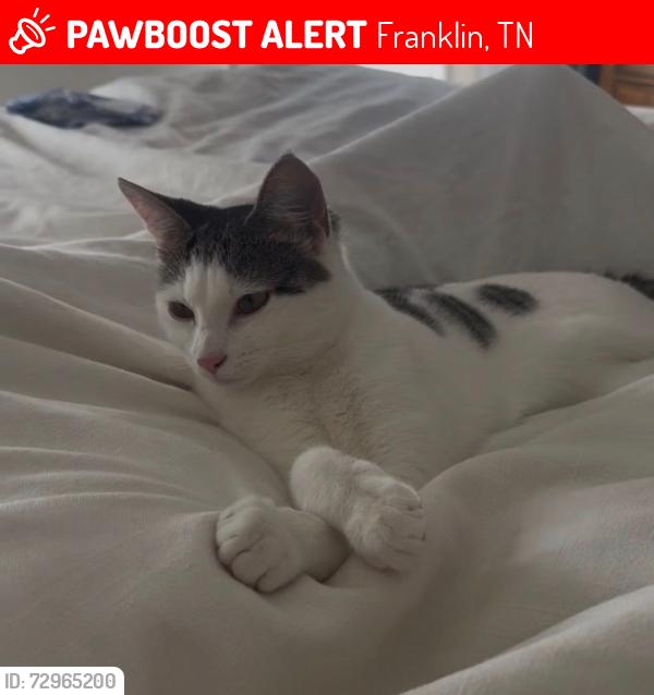 Lost Female Cat last seen Hwy 96, North Chapel, Trinity Road, Nestledown Farms, Franklin, TN 37067