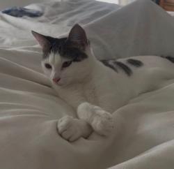 Lost Female Cat last seen Hwy 96, North Chapel, Trinity Road, Nestledown Farms, Franklin, TN 37067