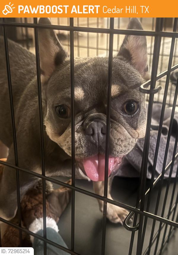 Found/Stray Female Dog last seen Cedar hill, Cedar Hill, TX 75106
