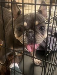 Found/Stray Female Dog last seen Cedar hill, Cedar Hill, TX 75106