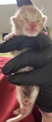 Shelter Stray Male Cat last seen ASTORIA ST & ROANOKE AVE, Sacramento, CA 95818