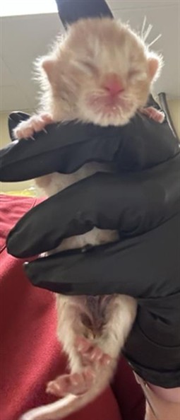 Shelter Stray Male Cat last seen ASTORIA ST & ROANOKE AVE, Sacramento, CA 95818