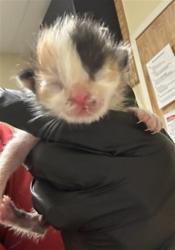 Shelter Stray Female Cat last seen ASTORIA ST & ROANOKE AVE, Sacramento, CA 95818