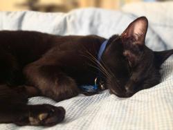 Lost Male Cat last seen Across from Kate Sessions park, San Diego, CA 92109