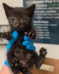 Shelter Stray Female Cat last seen Near BLOCK RAY ST, BAKERSFIELD CA 93308, Bakersfield, CA 93308