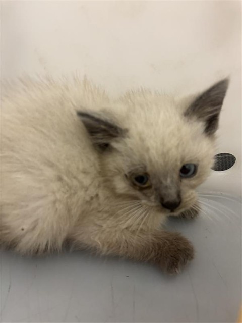 Shelter Stray Female Cat last seen ASTORIA ST & ROANOKE AVE, Sacramento, CA 95818
