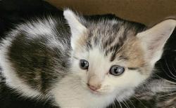 Shelter Stray Male Cat last seen Near BLOCK LINCOLN AVE, BAKERSFIELD CA 93308, Bakersfield, CA 93308