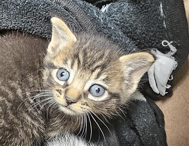 Shelter Stray Male Cat last seen Near BLOCK LINCOLN AVE, BAKERSFIELD CA 93308, Bakersfield, CA 93308