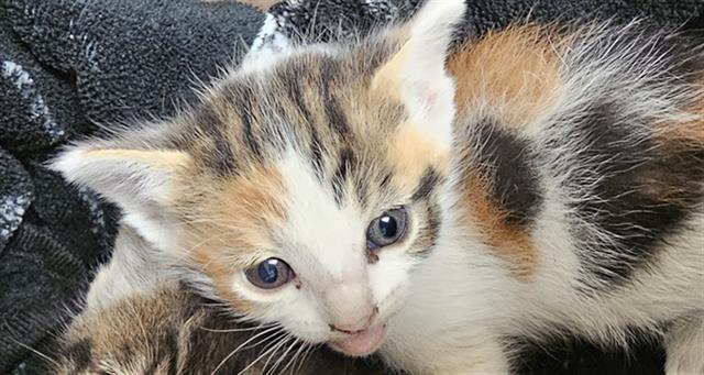 Shelter Stray Female Cat last seen Near BLOCK LINCOLN AVE, BAKERSFIELD CA 93308, Bakersfield, CA 93308