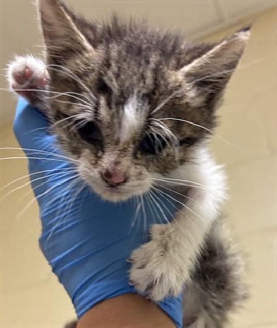 Shelter Stray Male Cat last seen E COMMERCE WAY &  CENTENE LN, Sacramento, CA 95818
