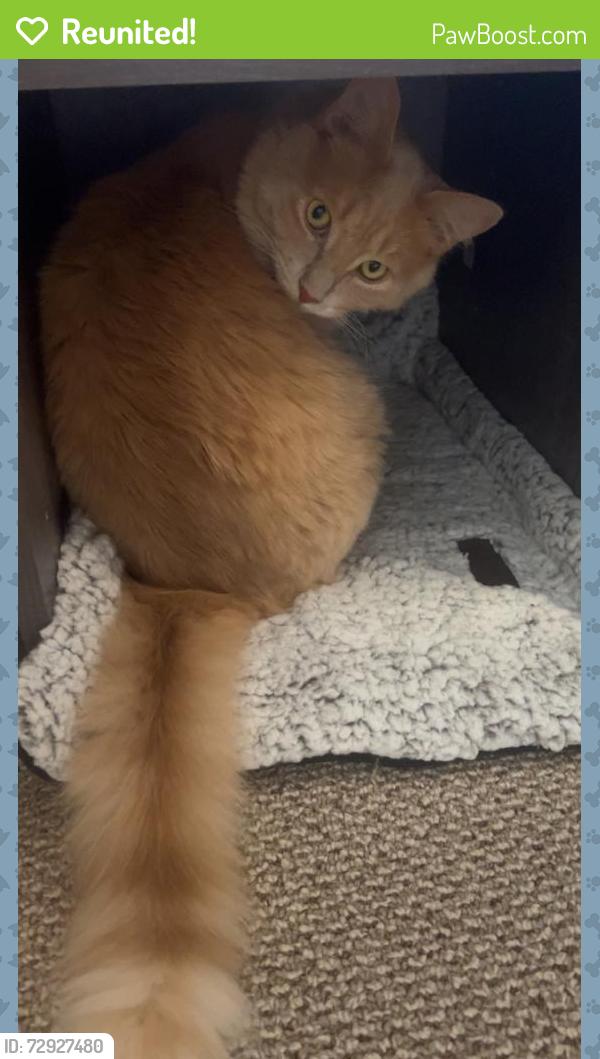 Reunited Male Cat last seen Zehrs on Clair, Guelph, ON N1L