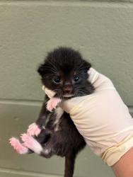 Shelter Stray Male Cat last seen Near BLOCK ABESS BLVD, Jacksonville, FL 32204