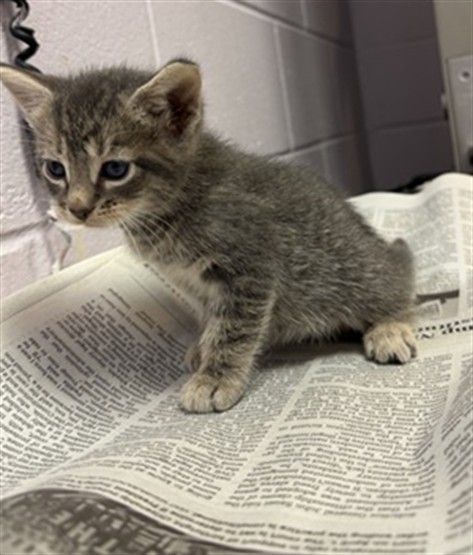 Shelter Stray Male Cat last seen Near BLOCK 103RD ST, Jacksonville, FL 32204