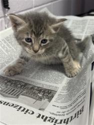 Shelter Stray Female Cat last seen Near BLOCK 103RD ST, Jacksonville, FL 32204