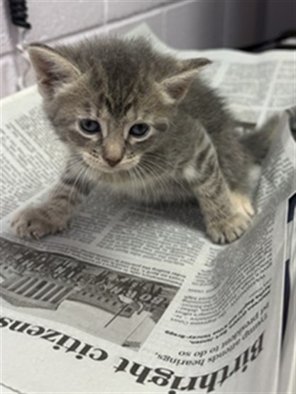 Shelter Stray Female Cat last seen Near BLOCK 103RD ST, Jacksonville, FL 32204