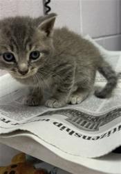 Shelter Stray Female Cat last seen Near BLOCK 103RD ST, Jacksonville, FL 32204