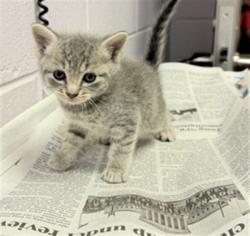 Shelter Stray Female Cat last seen Near BLOCK 103RD ST, Jacksonville, FL 32204