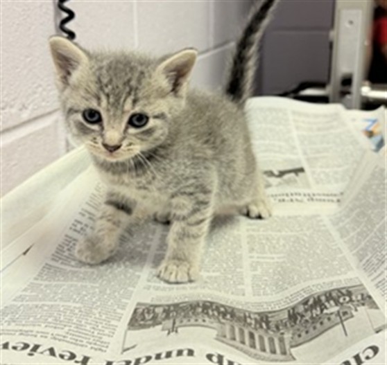 Shelter Stray Female Cat last seen Near BLOCK 103RD ST, Jacksonville, FL 32204