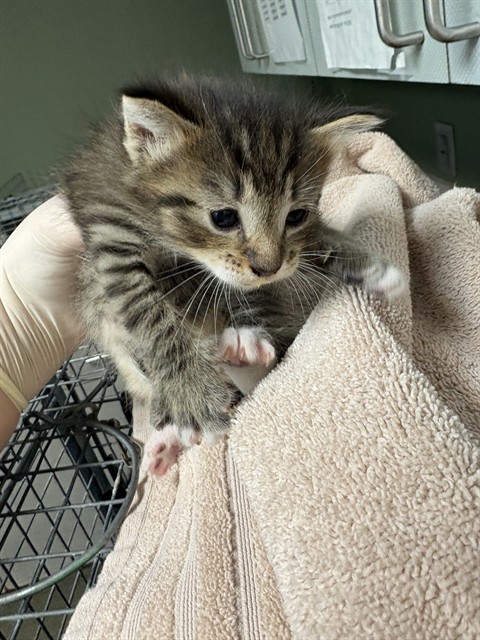 Shelter Stray Male Cat last seen MOVE TO FOSTER WINDOW, Jacksonville, FL 32204