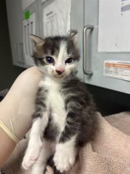 Shelter Stray Female Cat last seen MOVE TO FOSTER WINDOW, Jacksonville, FL 32204