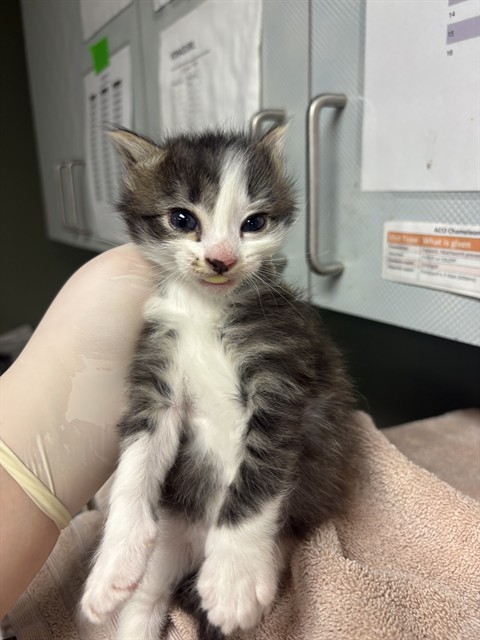 Shelter Stray Female Cat last seen MOVE TO FOSTER WINDOW, Jacksonville, FL 32204
