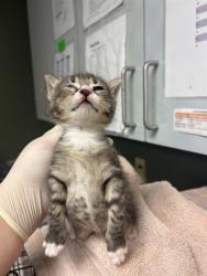 Shelter Stray Male Cat last seen MOVE TO FOSTER WINDOW, Jacksonville, FL 32204