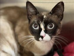 Shelter Stray Female Cat last seen , Los Angeles, CA 90031