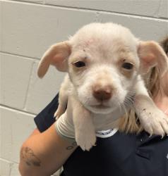Shelter Stray Male Dog last seen Near BLOCK OGLESBY AVE, Jacksonville, FL 32204