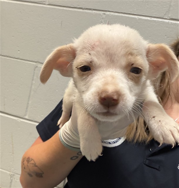 Shelter Stray Male Dog last seen Near BLOCK OGLESBY AVE, Jacksonville, FL 32204