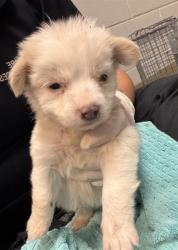 Shelter Stray Female Dog last seen Near BLOCK OGLESBY AVE, Jacksonville, FL 32204
