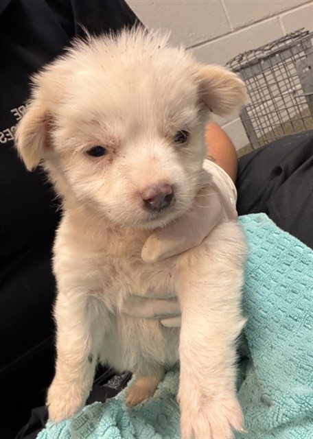 Shelter Stray Female Dog last seen Near BLOCK OGLESBY AVE, Jacksonville, FL 32204