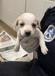 Shelter Stray Female Dog last seen Near BLOCK OGLESBY AVE, Jacksonville, FL 32204