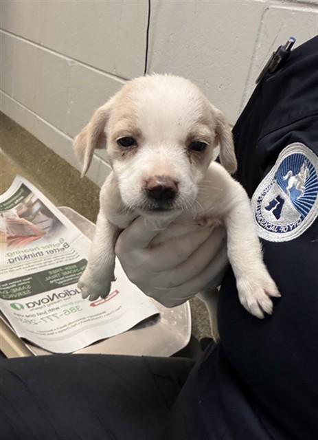 Shelter Stray Female Dog last seen Near BLOCK OGLESBY AVE, Jacksonville, FL 32204