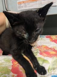 Shelter Stray Male Cat last seen Near BLOCK STAFFORD ST, Jacksonville, FL 32204