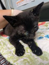 Shelter Stray Male Cat last seen Near BLOCK STAFFORD ST, Jacksonville, FL 32204