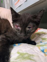 Shelter Stray Male Cat last seen Near BLOCK STAFFORD ST, Jacksonville, FL 32204
