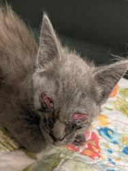 Shelter Stray Male Cat last seen Near BLOCK STAFFORD ST, Jacksonville, FL 32204