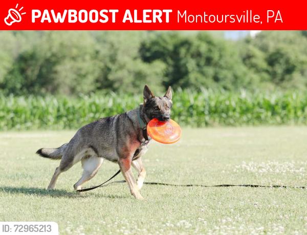 Lost Female Dog last seen Carey Hill rd and Green Hollow Rd, Montoursville, PA 17754