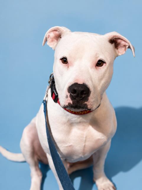 Shelter Stray Male Dog last seen Near BLOCK FOREST ST, Jacksonville, FL 32204