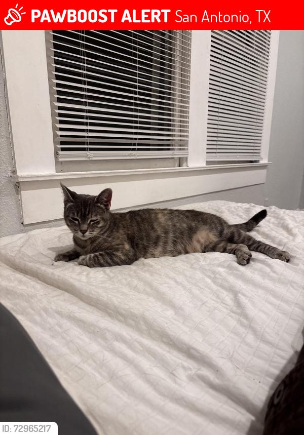Lost Female Cat last seen Millspring , San Antonio, TX 78230
