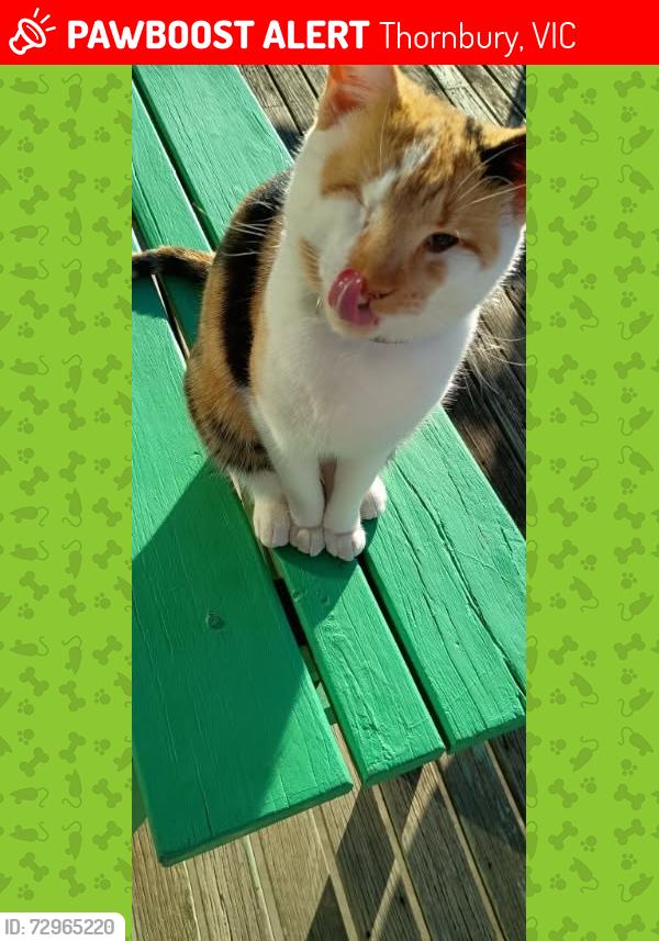 Lost Female Cat last seen Raleigh St and Wilmoth St Thornbury , Thornbury, VIC 3071