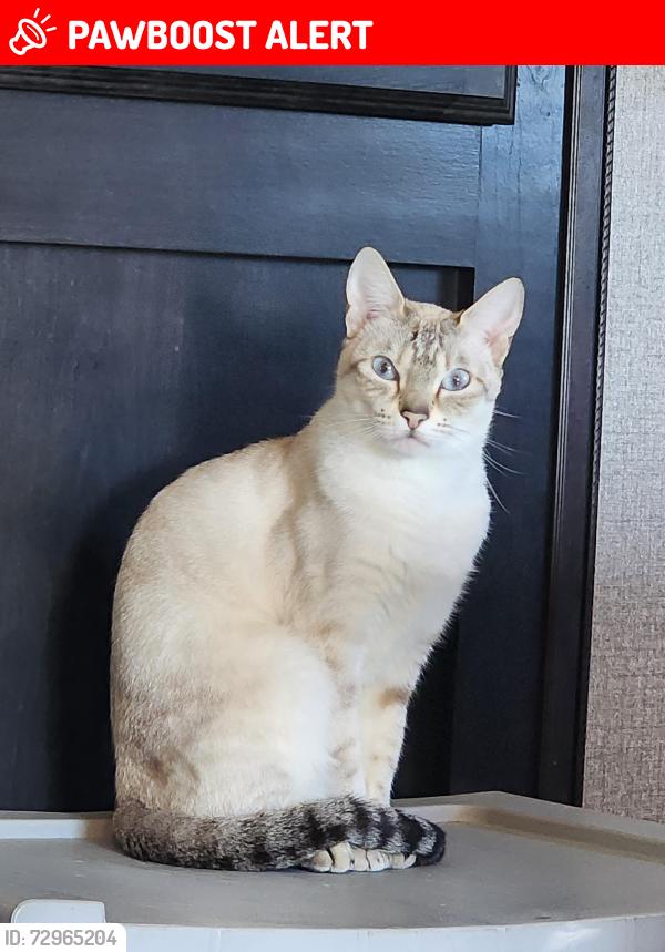 Lost Female Cat last seen E Wellesley , Otis Orchards-East Farms, WA 99027