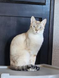 Lost Female Cat last seen E Wellesley , Otis Orchards-East Farms, WA 99027