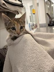 Shelter Stray Female Cat last seen , Los Angeles, CA 90047