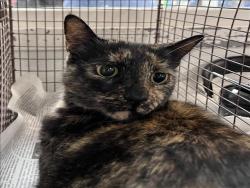 Shelter Stray Female Cat last seen , Los Angeles, CA 90047