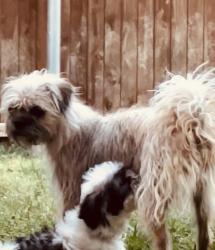 Lost Female Dog last seen Landbrook, DeSoto, TX 75115