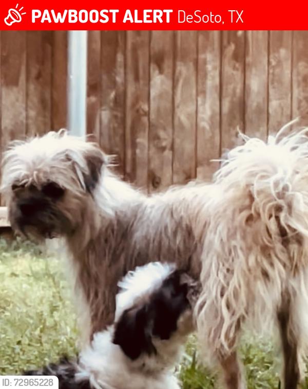 Lost Female Dog last seen Landbrook, DeSoto, TX 75115